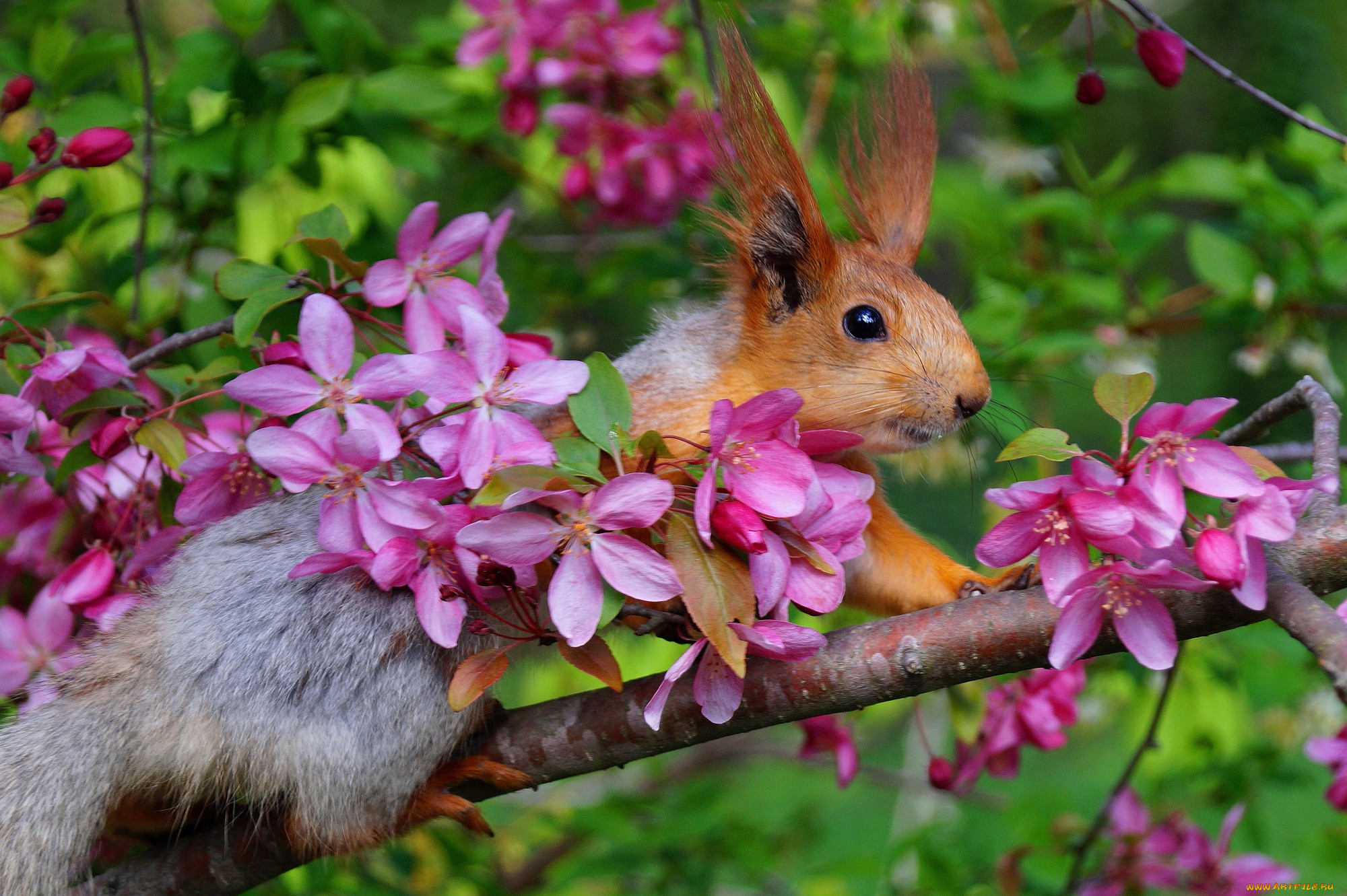 Животные и растительный мир весной. Природа и животные. Весенний пейзаж с животными. Красота природы животные. Животные весной.